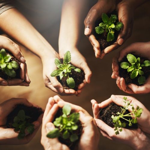 Agricoltura sostenibile in Versilia: un modello per il futuro