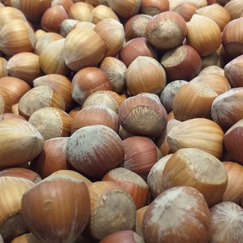 Nocciole biologiche di qualità: perché scegliere produttori locali a Caianello