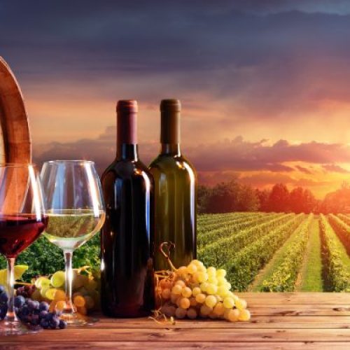 Degustazioni e enoturismo a Fauglia: una scoperta dei sapori toscani