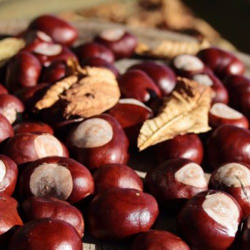 Dove trovare castagne di qualità a Cervinara: guida all’acquisto
